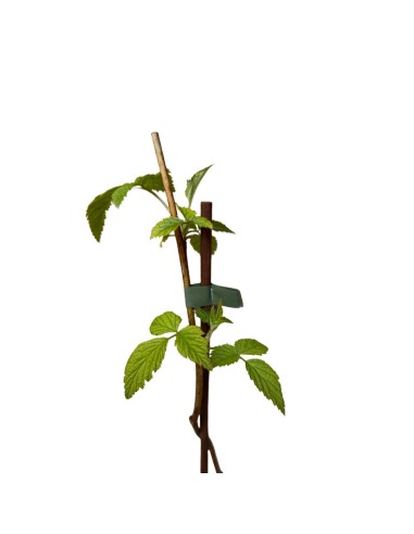 Lampone Arancione Ambra rifiorente: dolcezza unica in vaso