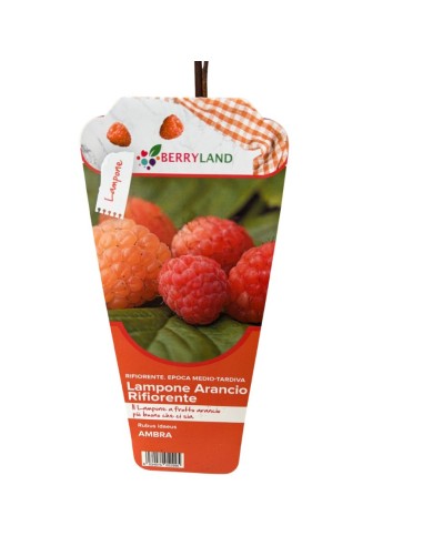 Lampone Arancione Ambra rifiorente: dolcezza unica in vaso