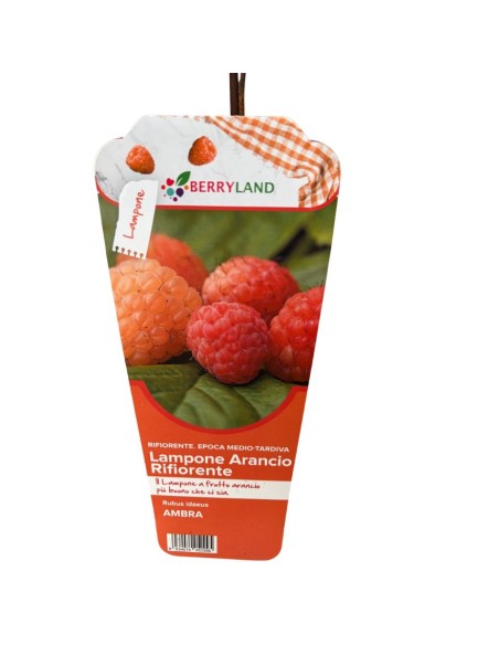 Lampone Arancione Ambra rifiorente: dolcezza unica in vaso