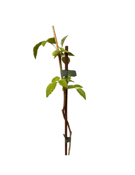 Lampone Arancione Ambra rifiorente: dolcezza unica in vaso