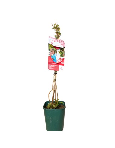 Lampone Yummy Nano: Il Frutto Compatto per Vaso e Balcone