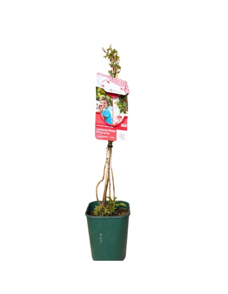 Lampone Yummy Nano: Il Frutto Compatto per Vaso e Balcone