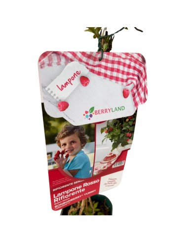 Lampone Yummy Nano: Il Frutto Compatto per Vaso e Balcone
