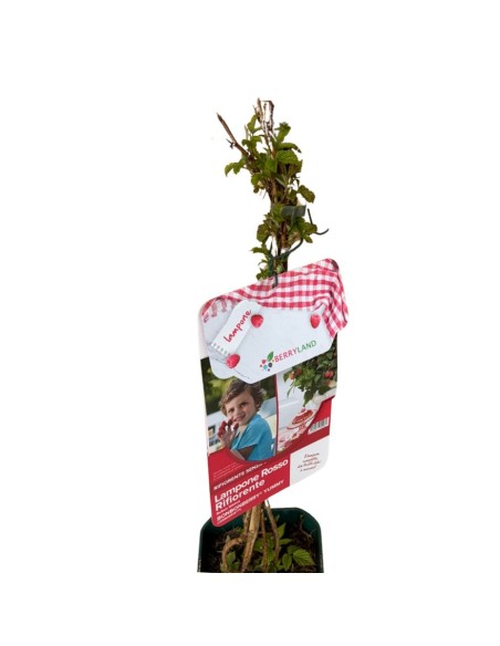 Lampone Yummy Nano: Il Frutto Compatto per Vaso e Balcone