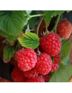 Lampone Yummy Nano: Il Frutto Compatto per Vaso e Balcone