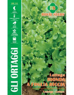 SEMI LATTUGA BIONDA RICCIOLINA
