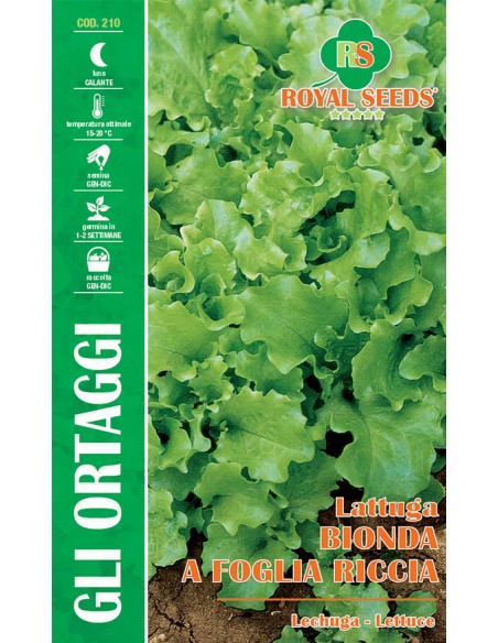 SEMI LATTUGA BIONDA RICCIOLINA