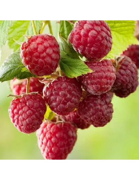 Lampone Rosso Tulameen: Il Re dei Frutti di Bosco