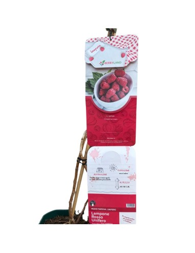 Lampone Rosso Tulameen: Il Re dei Frutti di Bosco