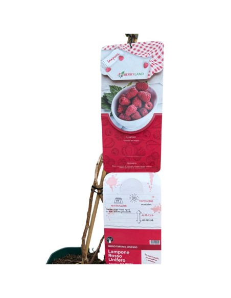 Lampone Rosso Tulameen: Il Re dei Frutti di Bosco