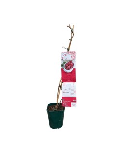 Lampone Rosso Tulameen: Il Re dei Frutti di Bosco 2