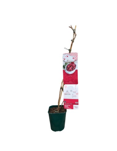 Lampone Rosso Tulameen: Il Re dei Frutti di Bosco