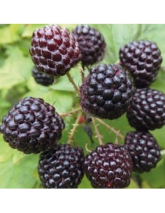 Lampone Nero Jewel: Il Re dei frutti di bosco gusto intenso