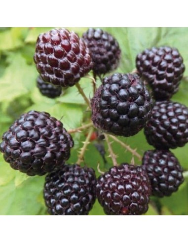Lampone Nero Jewel: Il Re dei frutti di bosco gusto intenso