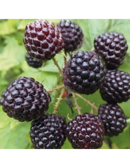 Lampone Nero Jewel: Il Re dei frutti di bosco gusto intenso