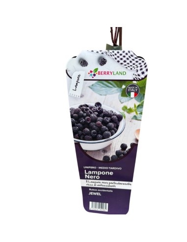 Lampone Nero Jewel: Il Re dei frutti di bosco gusto intenso