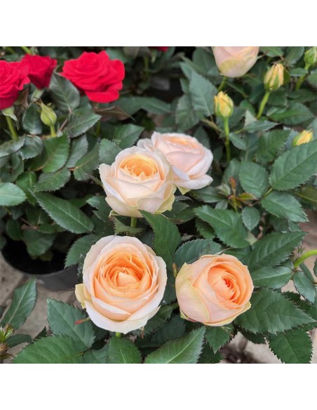 ROSA KORDANA Mix di colori tonalità Intense