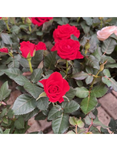 ROSA KORDANA Mix di colori tonalità Intense