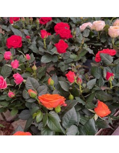 ROSA KORDANA Mix di colori tonalità Intense