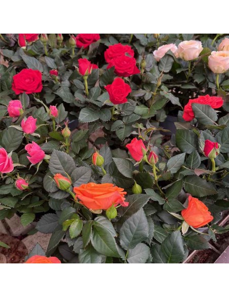 ROSA KORDANA Mix di colori tonalità Intense