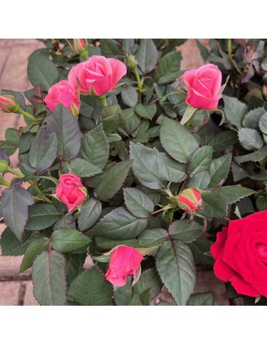 ROSA KORDANA Mix di colori tonalità Intense