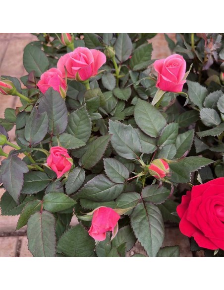 ROSA KORDANA Mix di colori tonalità Intense