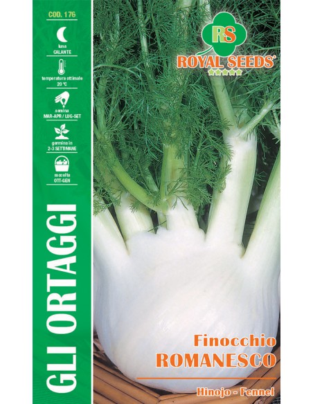 FINOCCHIO ROMANESCO MAXI