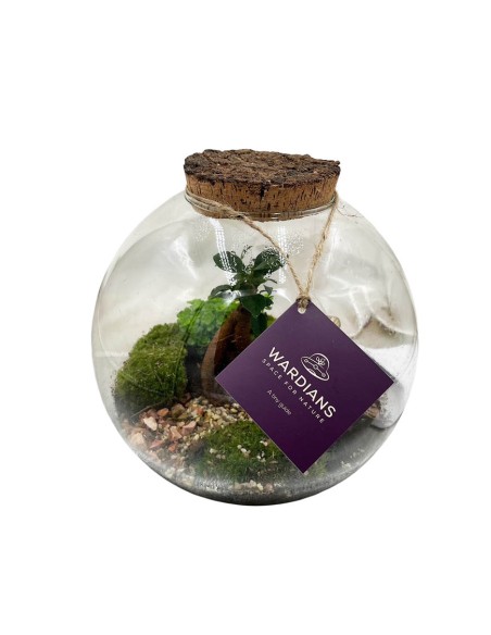 Terrarium Moon Medium 26cm: Giardino Sotto Vetro Design