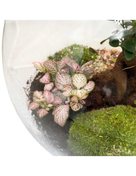 Terrarium Moon Medium 26cm: Giardino Sotto Vetro Design