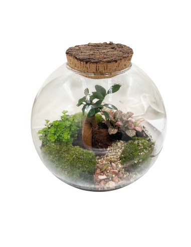 Terrarium Moon Medium 26cm: Giardino Sotto Vetro Design