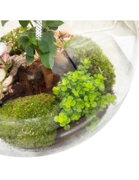 Terrarium Moon Medium 26cm: Giardino Sotto Vetro Design