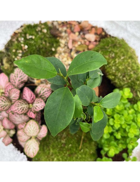 Terrarium Moon Medium 26cm: Giardino Sotto Vetro Design