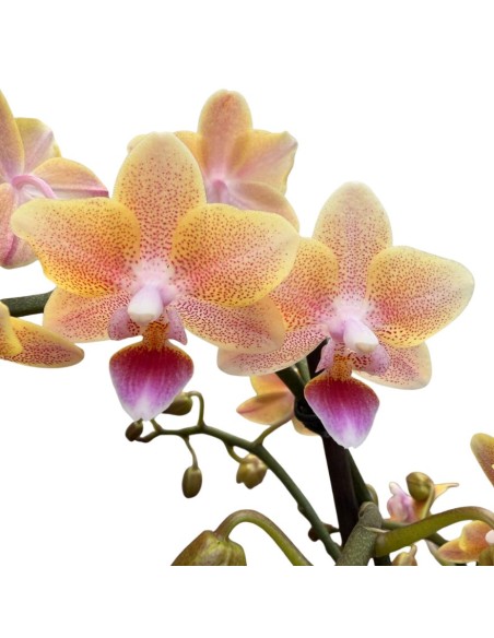 ORCHIDEA Phalaenopsis SALMONE AROMIO foglia maculata