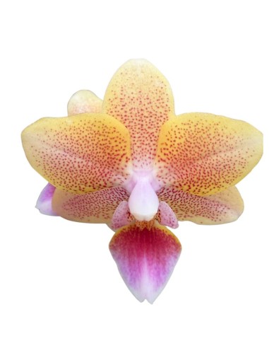 ORCHIDEA Phalaenopsis SALMONE AROMIO foglia maculata