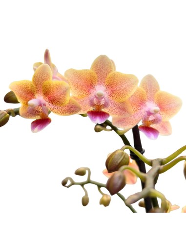 ORCHIDEA Phalaenopsis SALMONE AROMIO foglia maculata