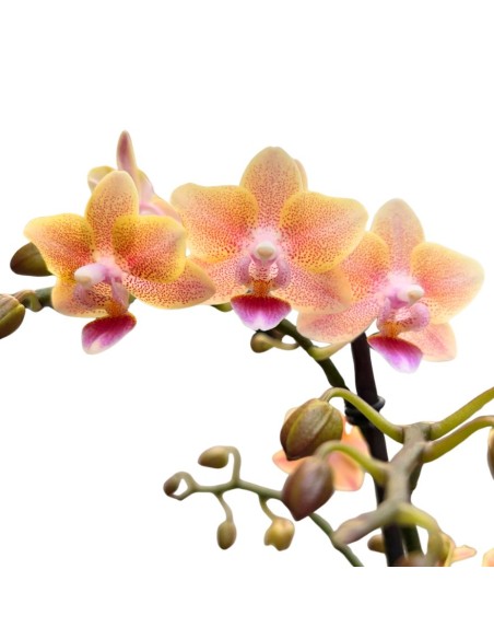ORCHIDEA Phalaenopsis SALMONE AROMIO foglia maculata