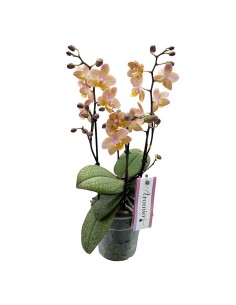 ORCHIDEA PHALAENOPSIS SALMONE AROMIO FRESH 2
