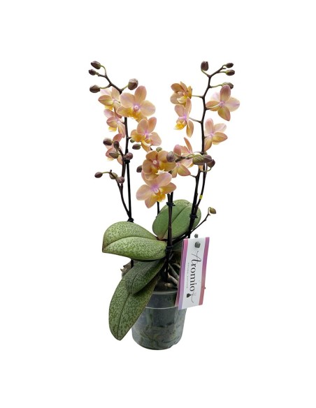 ORCHIDEA Phalaenopsis SALMONE AROMIO foglia maculata