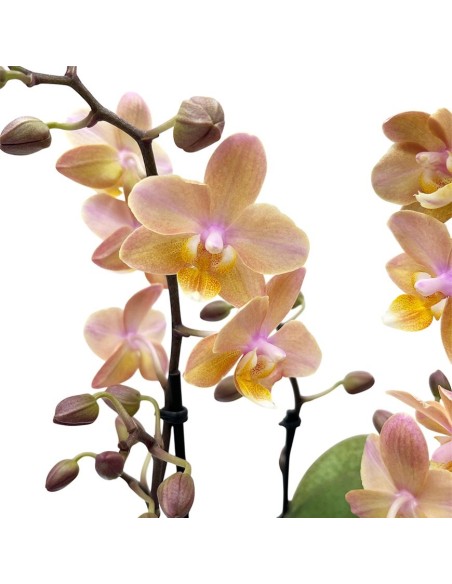 ORCHIDEA Phalaenopsis SALMONE AROMIO foglia maculata
