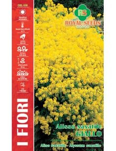 SEMI DI ALISSO SAXATILE GIALLO tappeti dorati in giardino