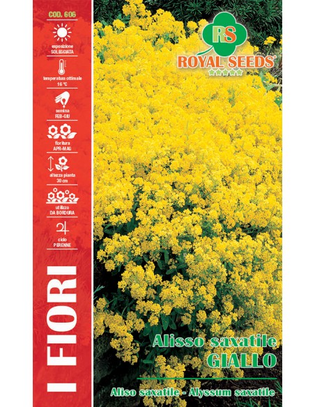 SEMI DI ALISSO SAXATILE GIALLO tappeti dorati in giardino