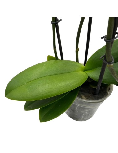 Phalaenopsis Aromio Salmone chiaro: l'Orchidea Profumata