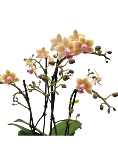 Phalaenopsis Aromio Salmone chiaro: l'Orchidea Profumata