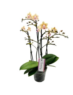 Phalaenopsis Aromio Salmone chiaro: l'Orchidea Profumata