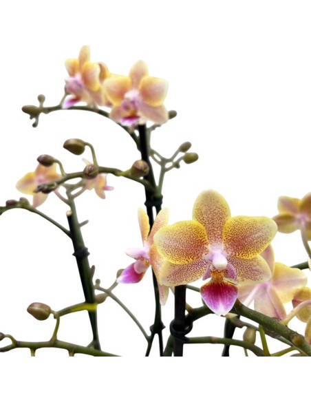 Phalaenopsis Aromio Salmone chiaro: l'Orchidea Profumata