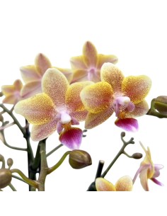 Phalaenopsis Aromio Salmone chiaro: l'Orchidea Profumata 2