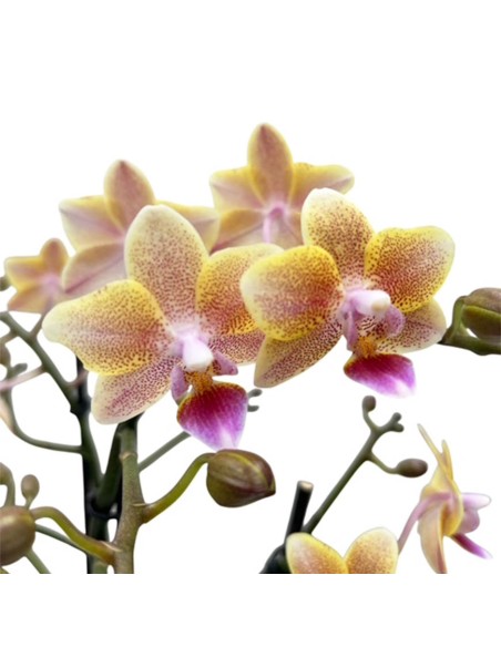 Phalaenopsis Aromio Salmone chiaro: l'Orchidea Profumata