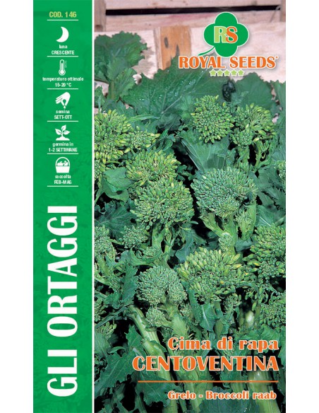 CIMA DI RAPA CENTOVENTINA(F.LISCIA)MAXI