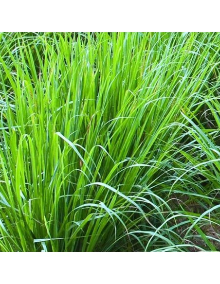 CYMBOPOGON CITRATUS (Lemon Grass) - (Citronella) diametro vaso 14 cm