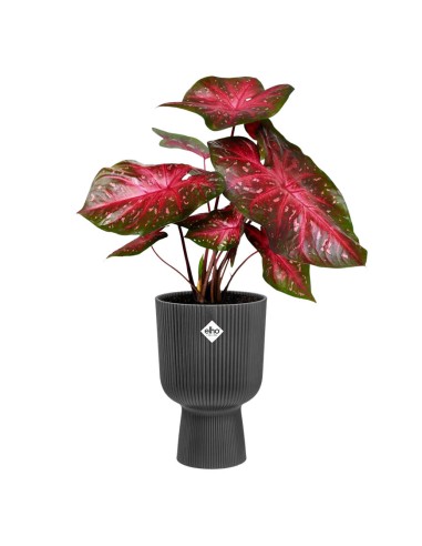 Elho Vibes Fold Coupe 14cm: Design a Pieghe per Piante Chic